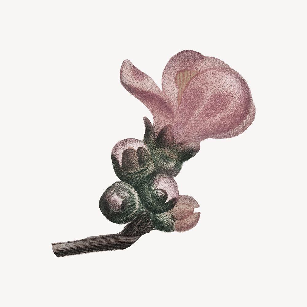 Vintage pink flower buds illustration psd