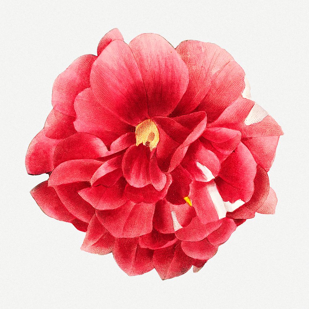 Blooming red rose, vintage flower psd