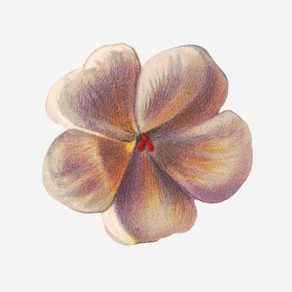 Vintage white geranium flower psd