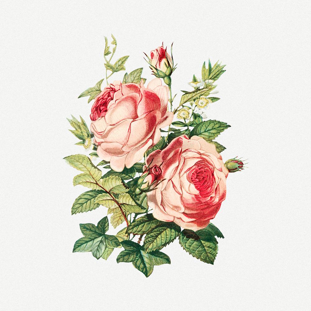Blooming pink rose, vintage flower psd