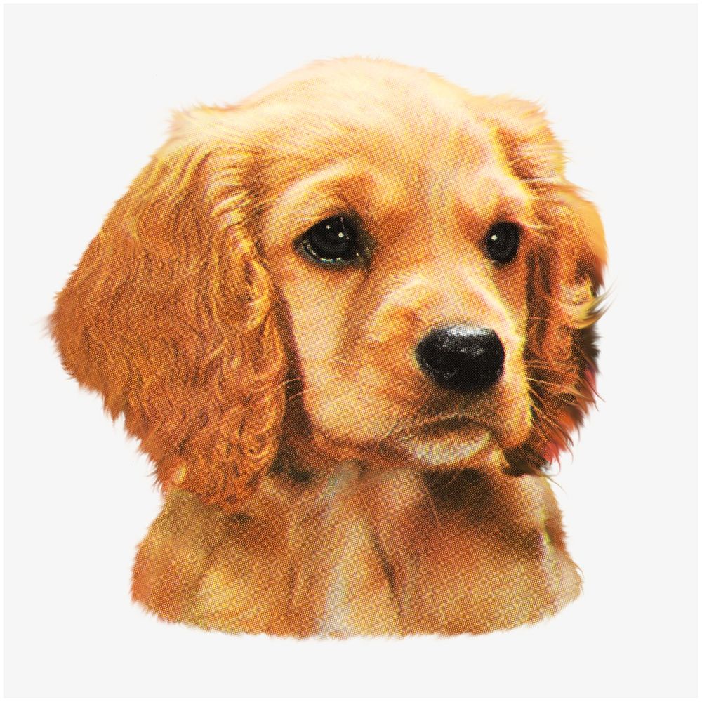 Cocker Spaniel puppy  illustration isolated design. Remixed by rawpixel.