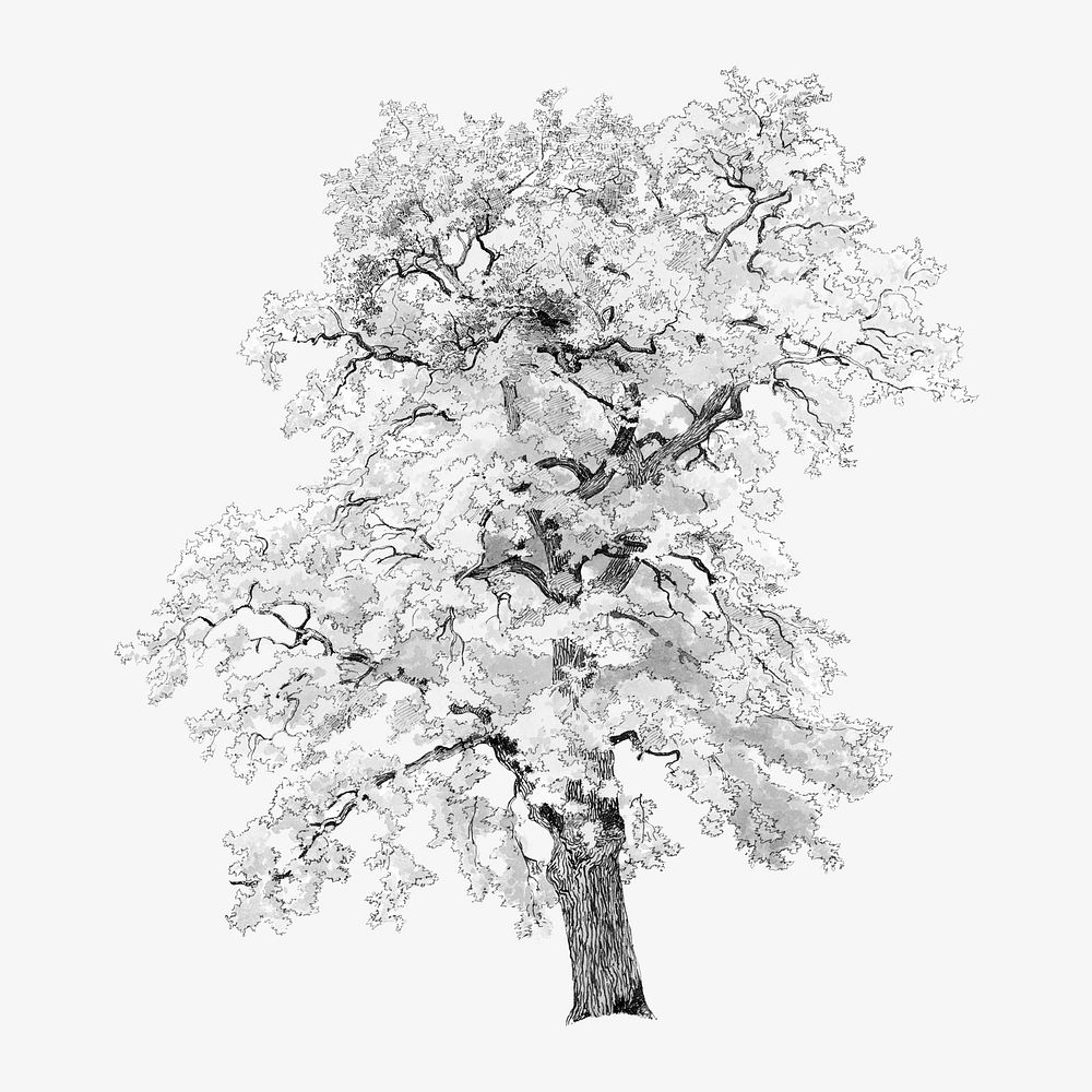 Vintage oak tree illustration isolated design. Remixed by rawpixel.
