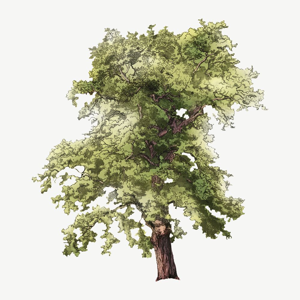 Vintage oak tree illustration collage element psd. Remixed by rawpixel.