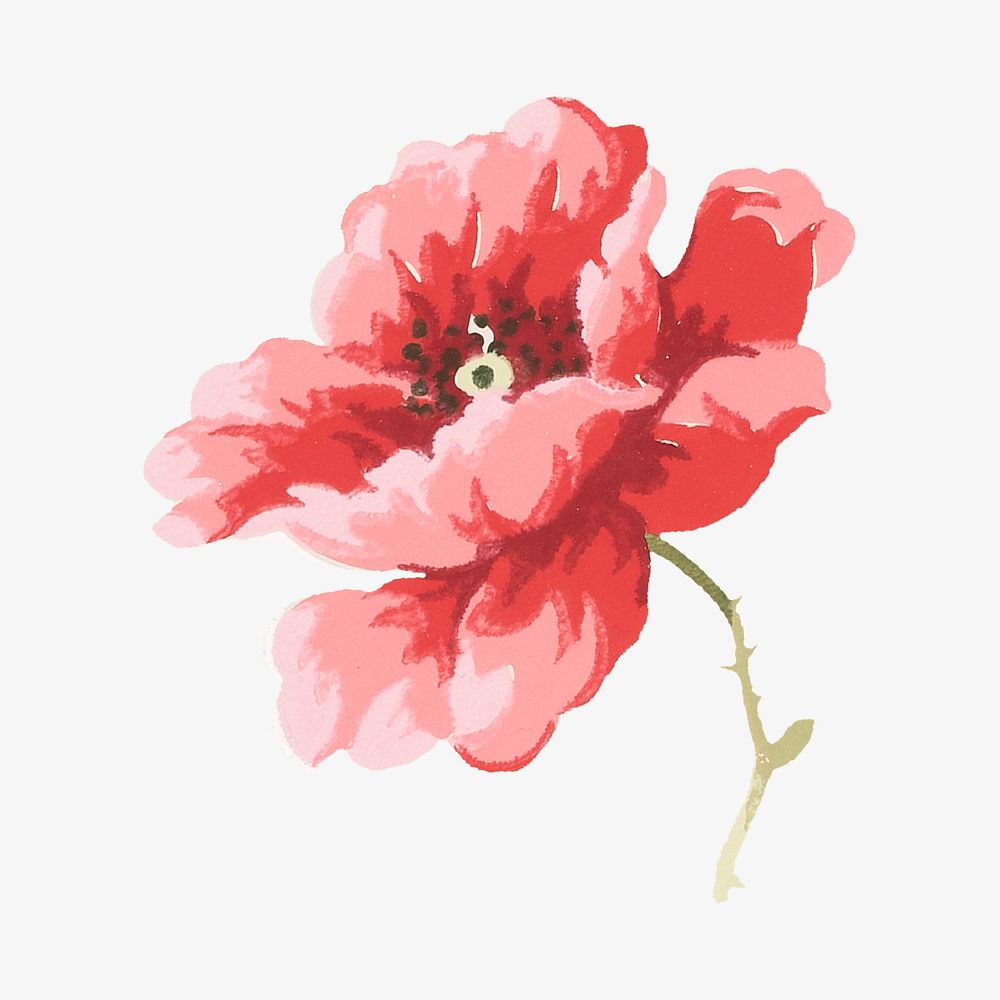 Red poppy illustration isolated design. Remixed by rawpixel.