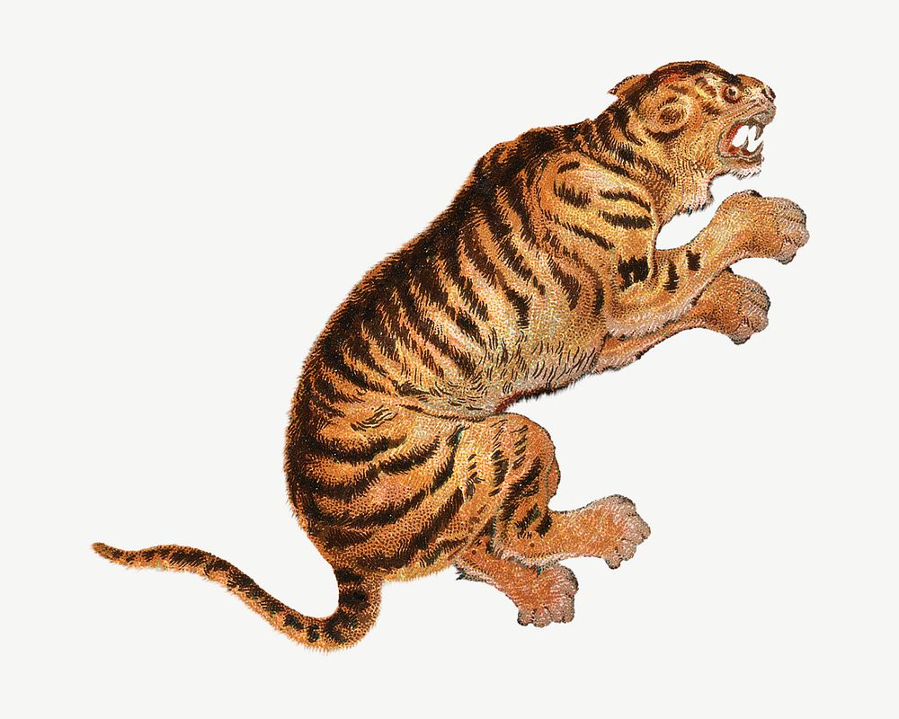 Tiger, vintage animal illustration by John Charlton psd.  Remixed by rawpixel. 
