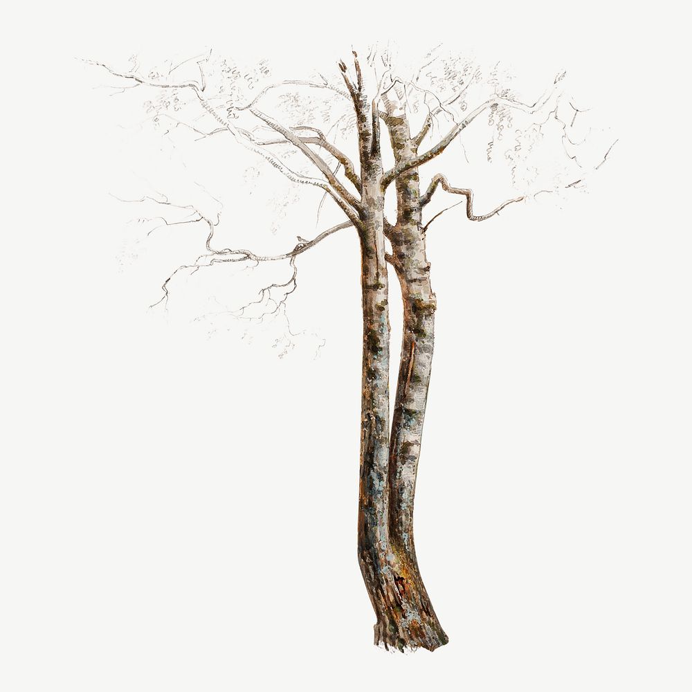 Tree trunk, nature illustration by Magnus von Wright psd.  Remixed by rawpixel. 