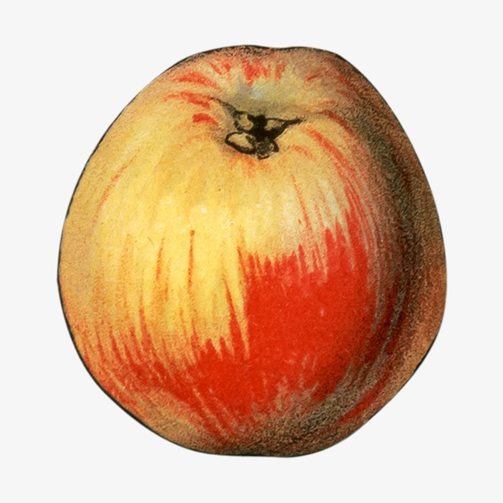 Peach, vintage fruit illustration.  Remixed by rawpixel. 