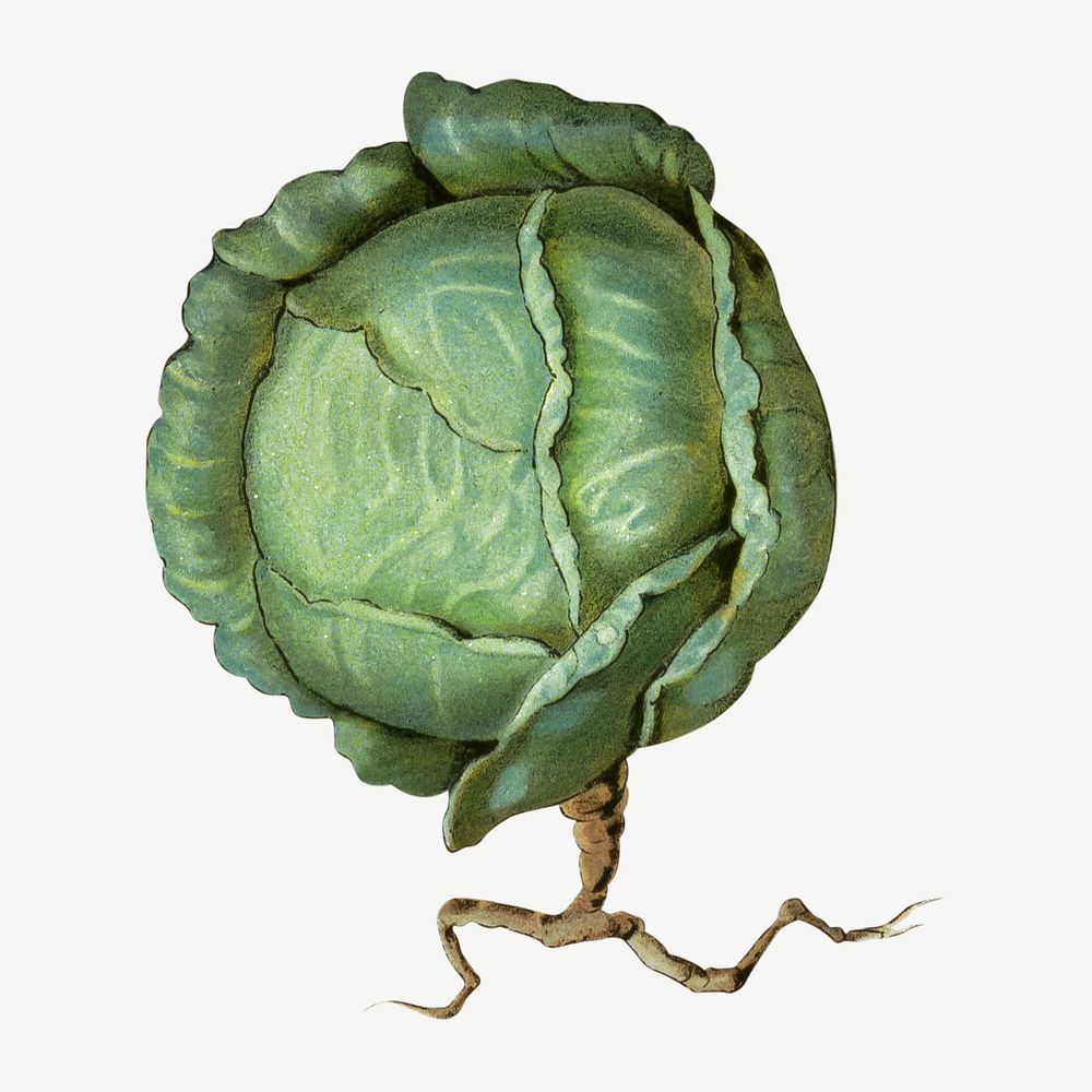 Cabbage, vintage vegetable illustration psd.  Remixed by rawpixel. 