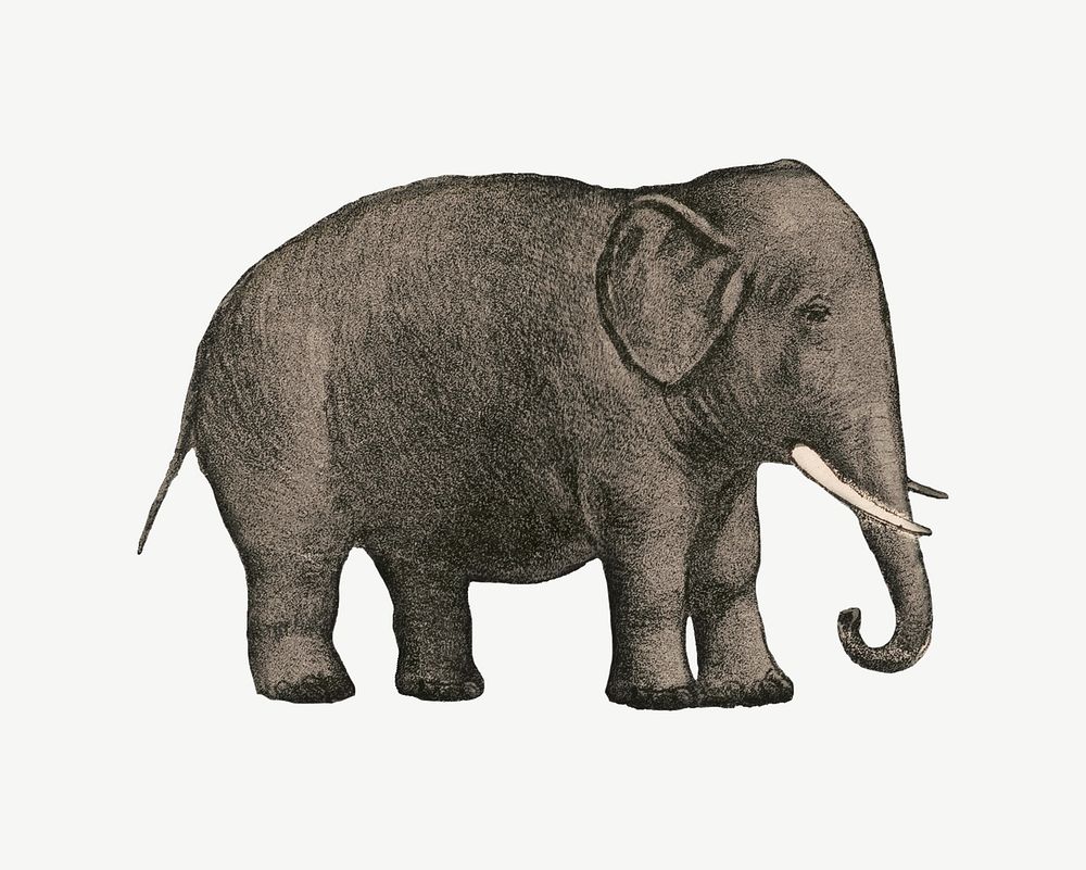 Elephant, vintage animal illustration psd.  Remixed by rawpixel. 