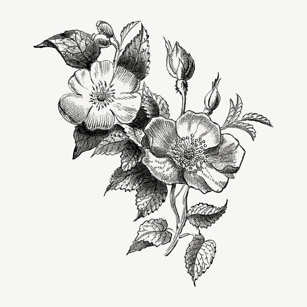 Vintage flower, botanical illustration by Currier & Ives psd.  Remixed by rawpixel. 