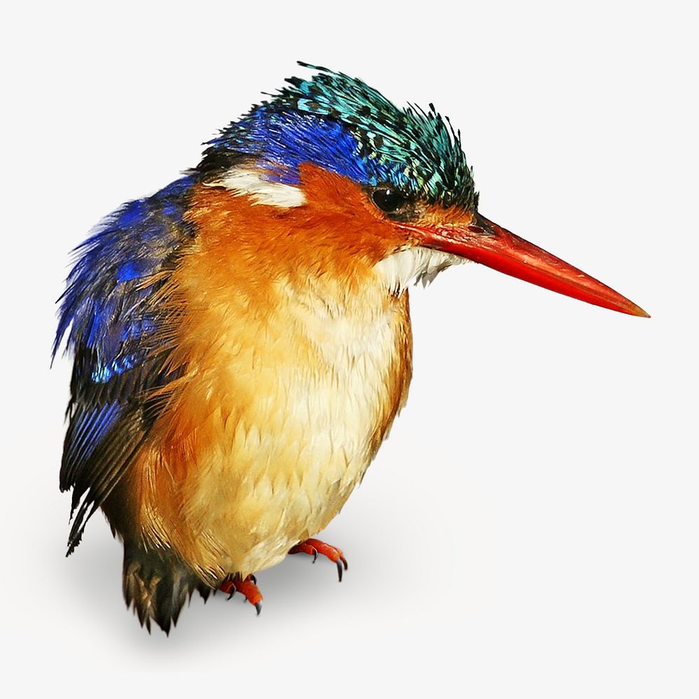 Colorful bird, isolated image