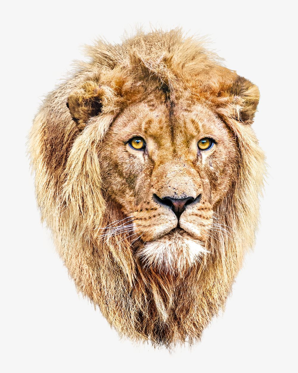 Lion head, animal isolated image