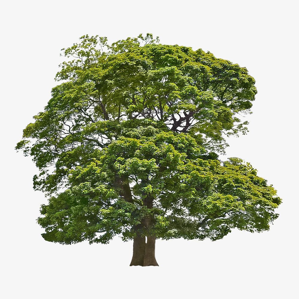 Tree fresh green nature environment isolated image