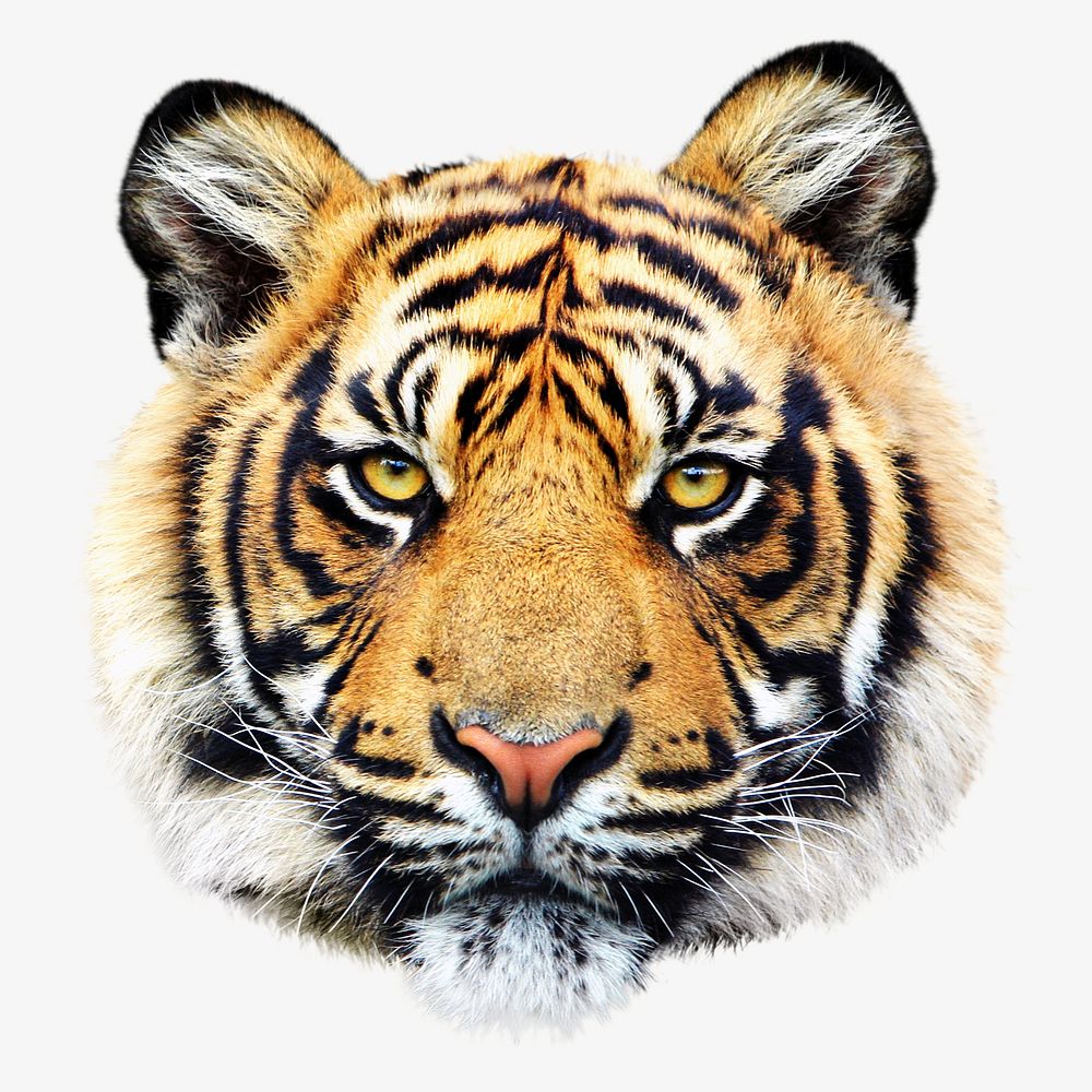 Sumatran tiger head, isolated image