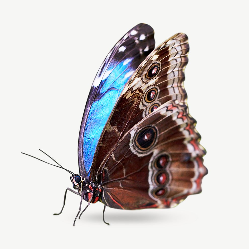 Blue butterfly image graphic psd