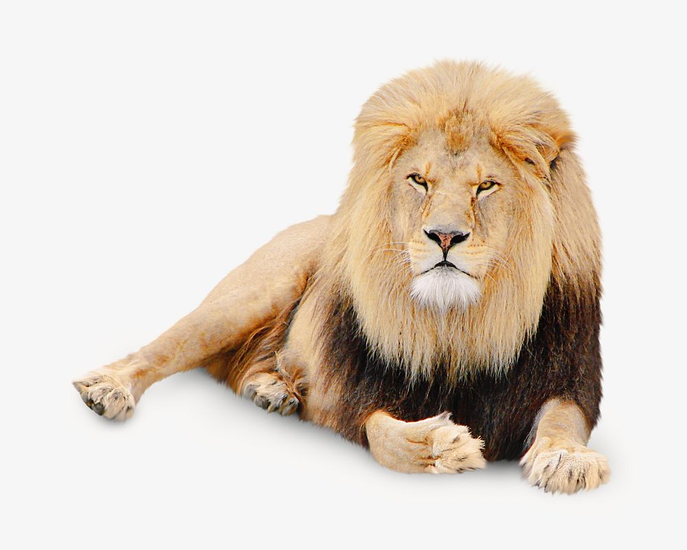 Male lion sitting, isolated image