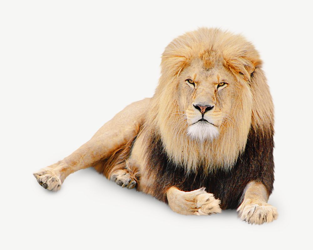 Lion image graphic psd