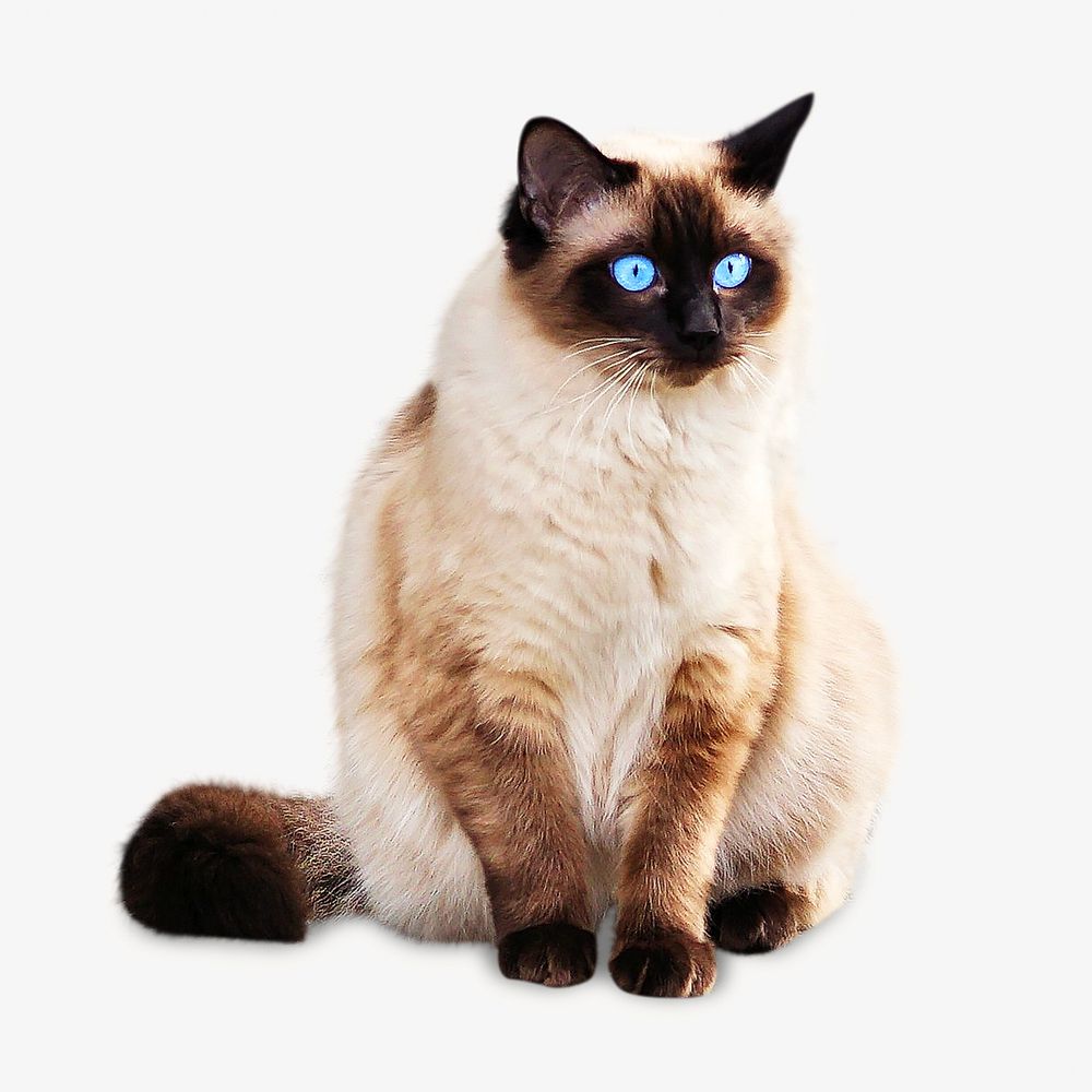 Cat image on white