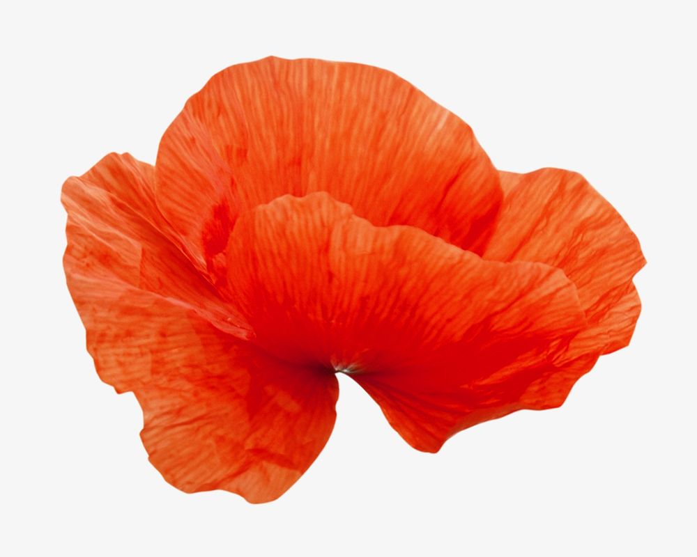 Red poppy flower isolated image on white