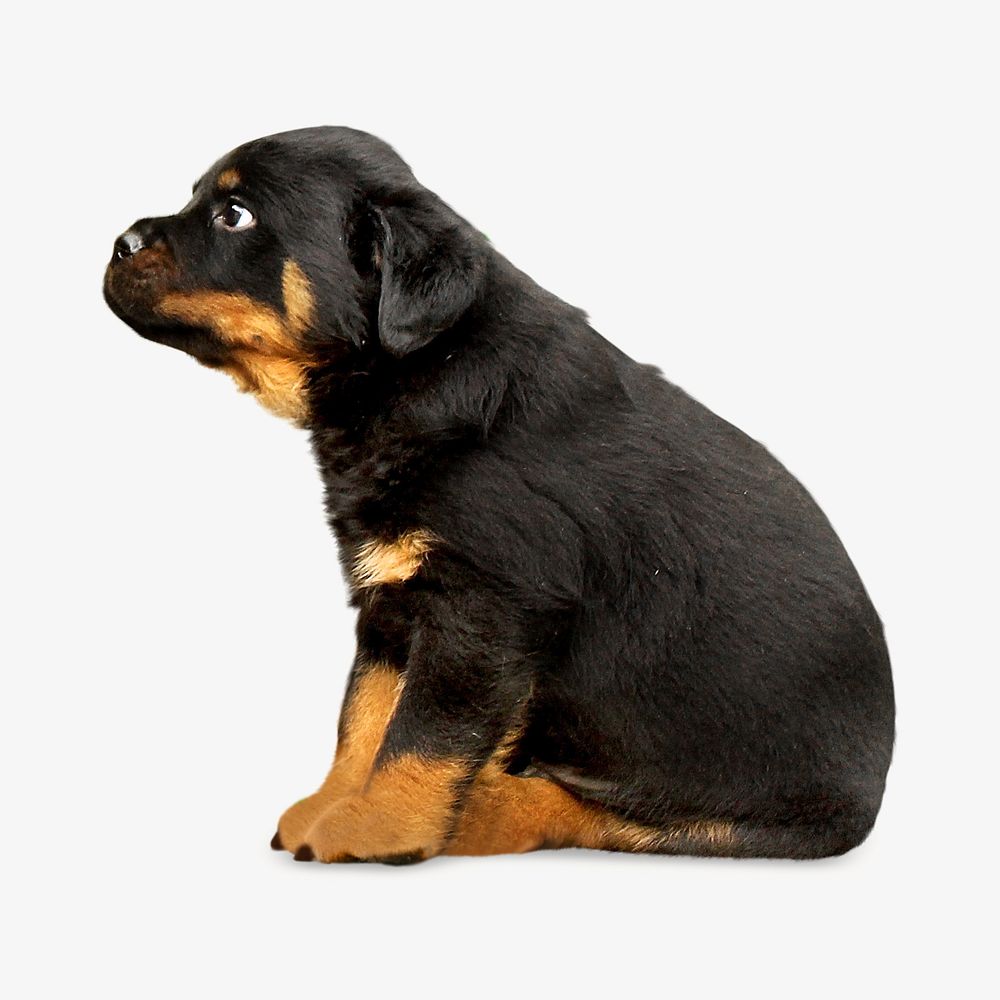 Cute black puppy image on white