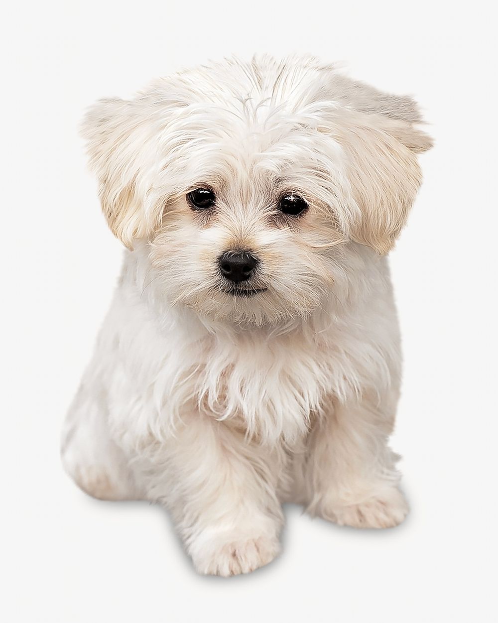 Maltese puppy image on white