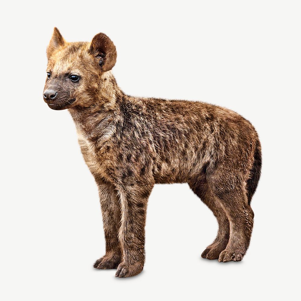 Hyena puppy psd isolated design