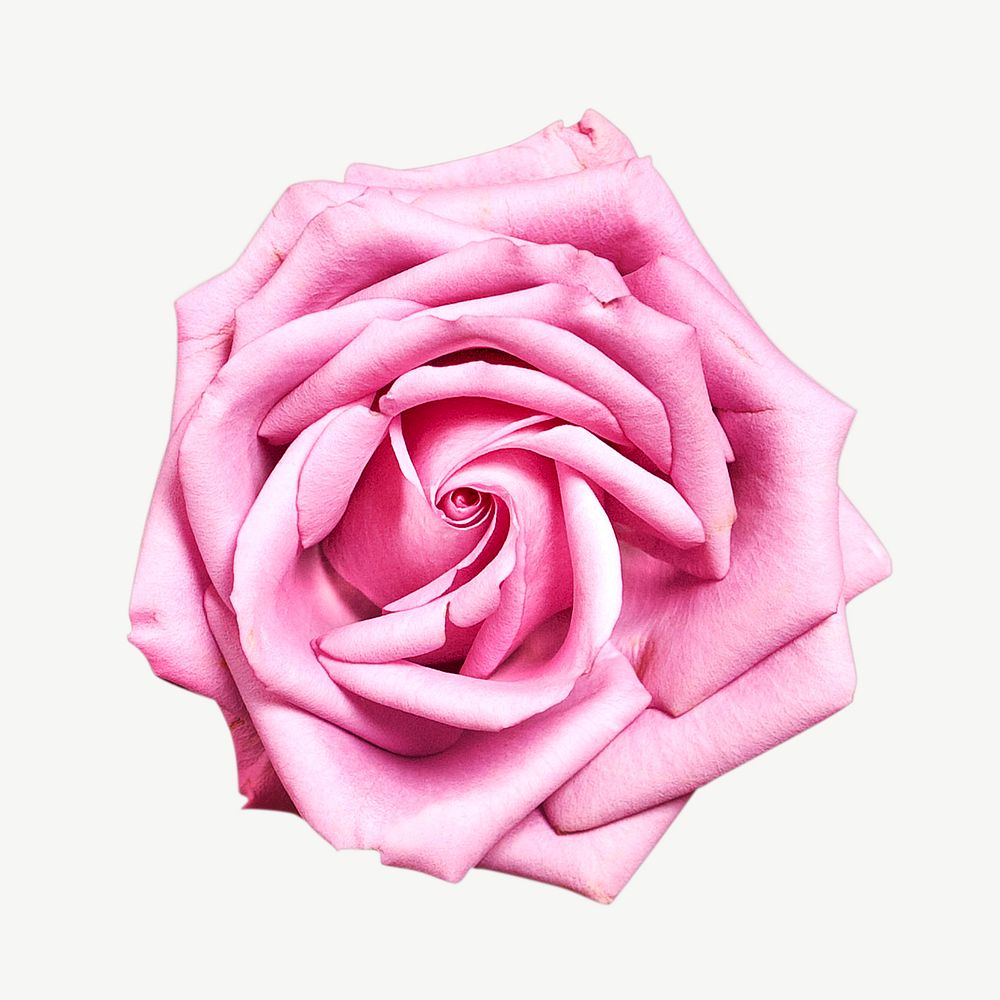 Pink rose, simple psd