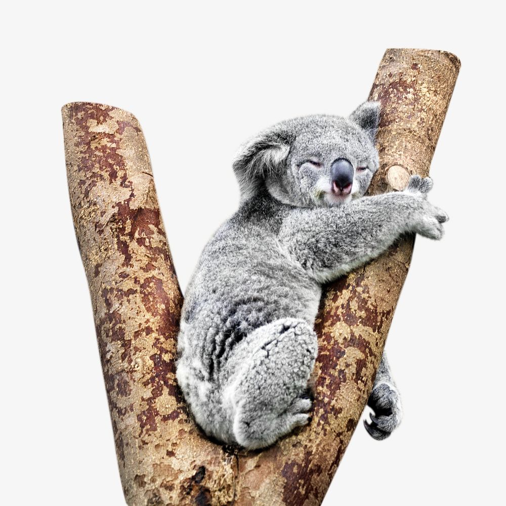 Sleeping koala, isolated design on white