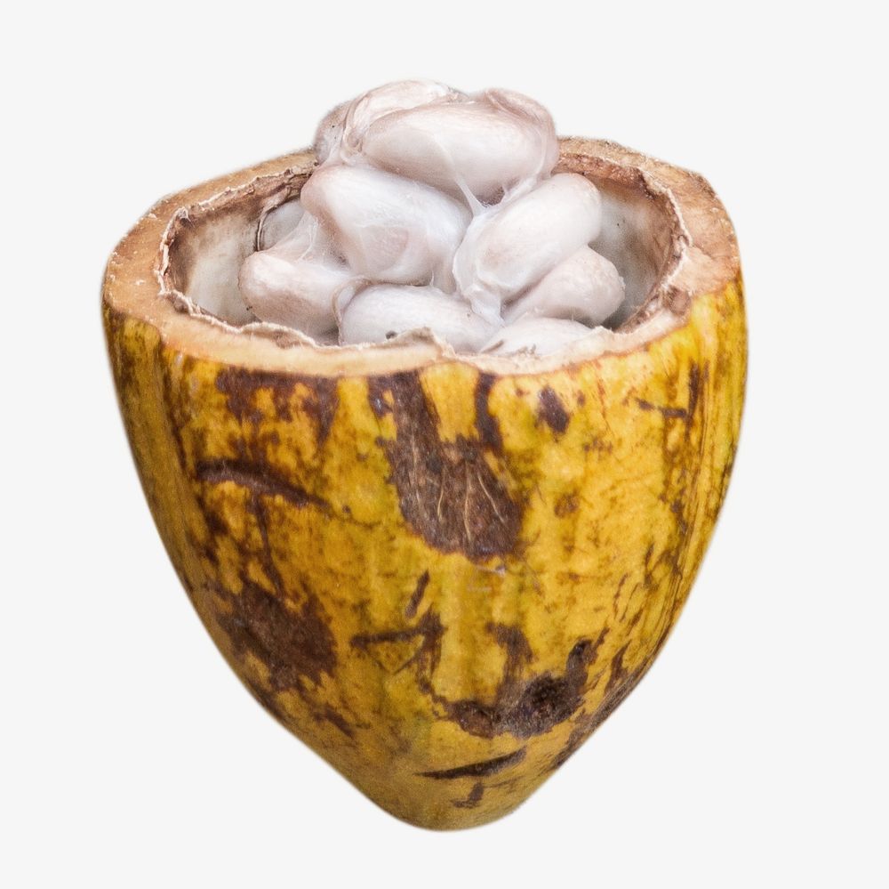 Cocoa seeds isolated image