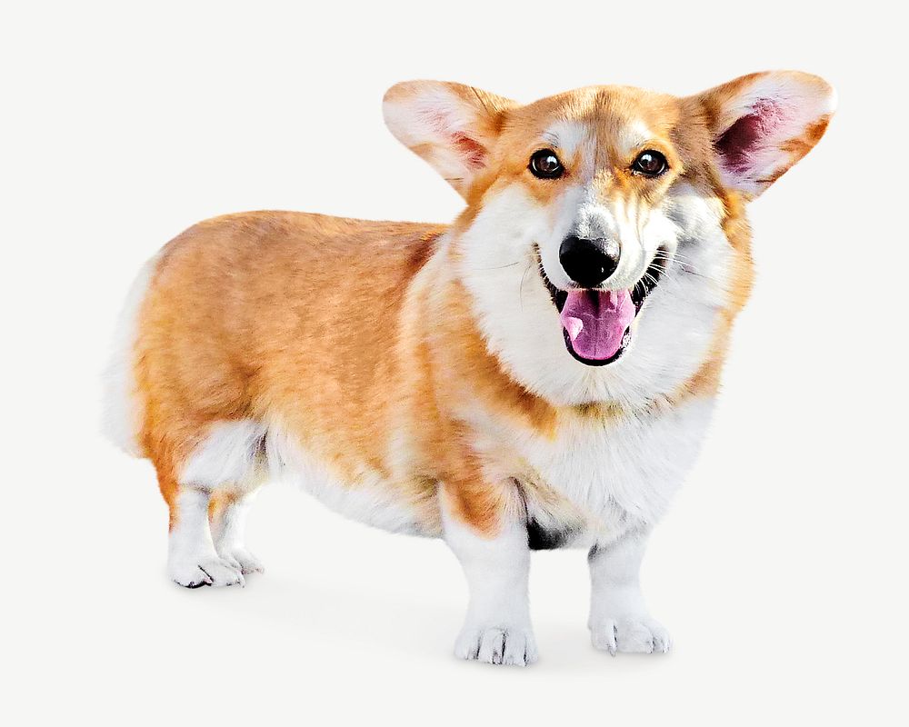 corgi you can download and photoshop