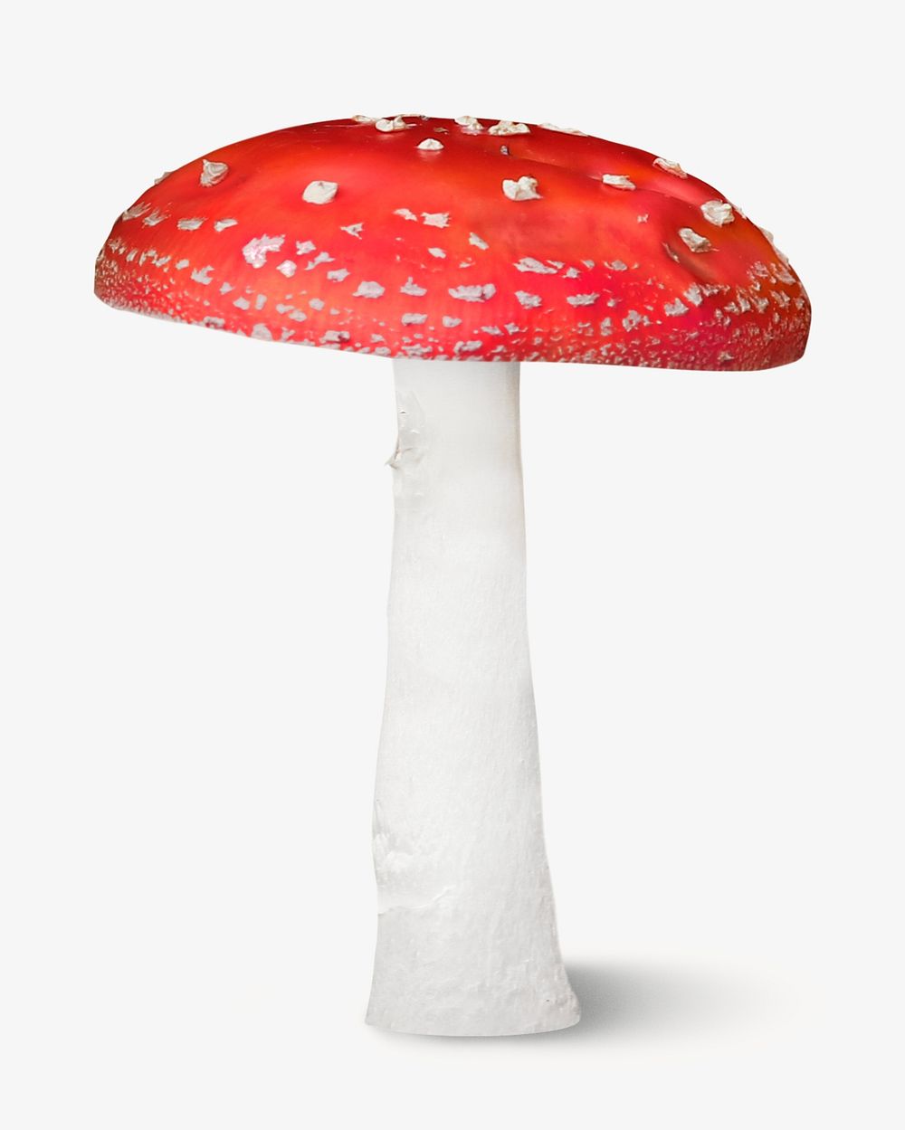 Fly amanita mushroom on white background