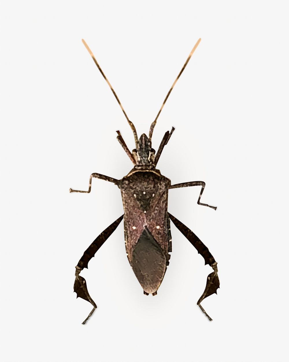 Leaf footed bug isolated design