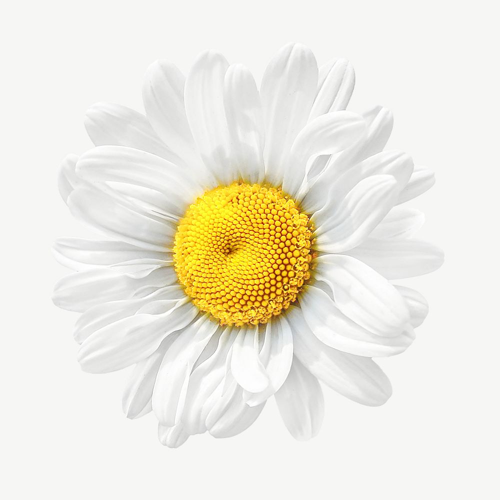 White daisy flower psd