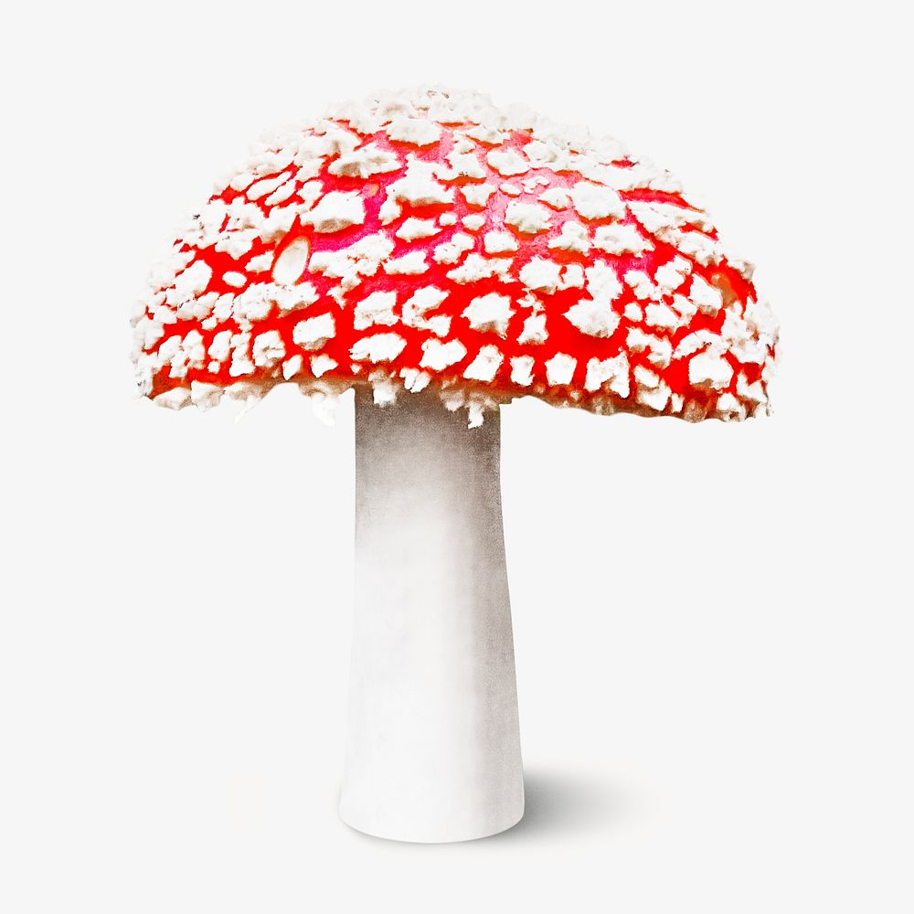 Poisonous mushroom on white background