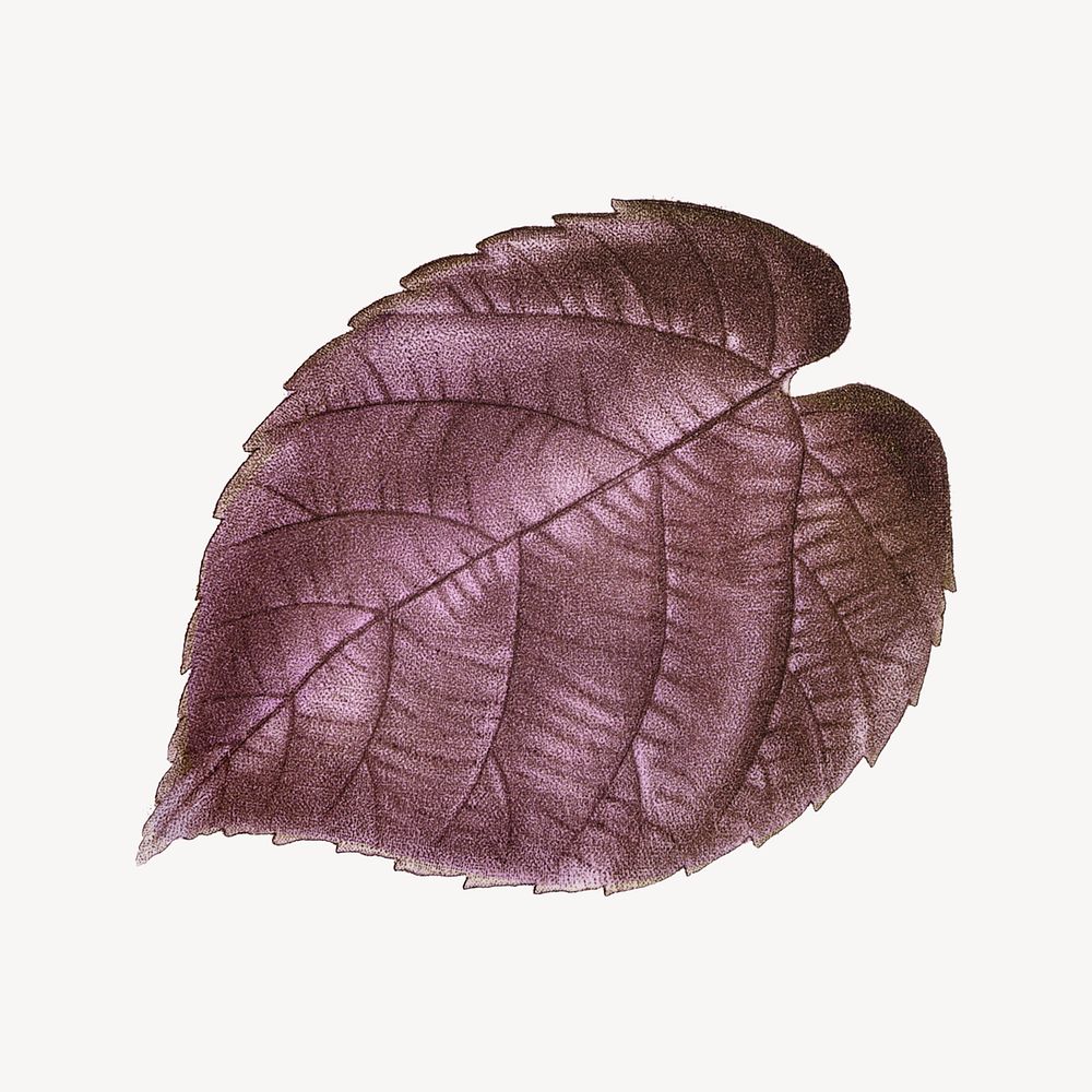 Purple vintage leaf illustration collage element psd