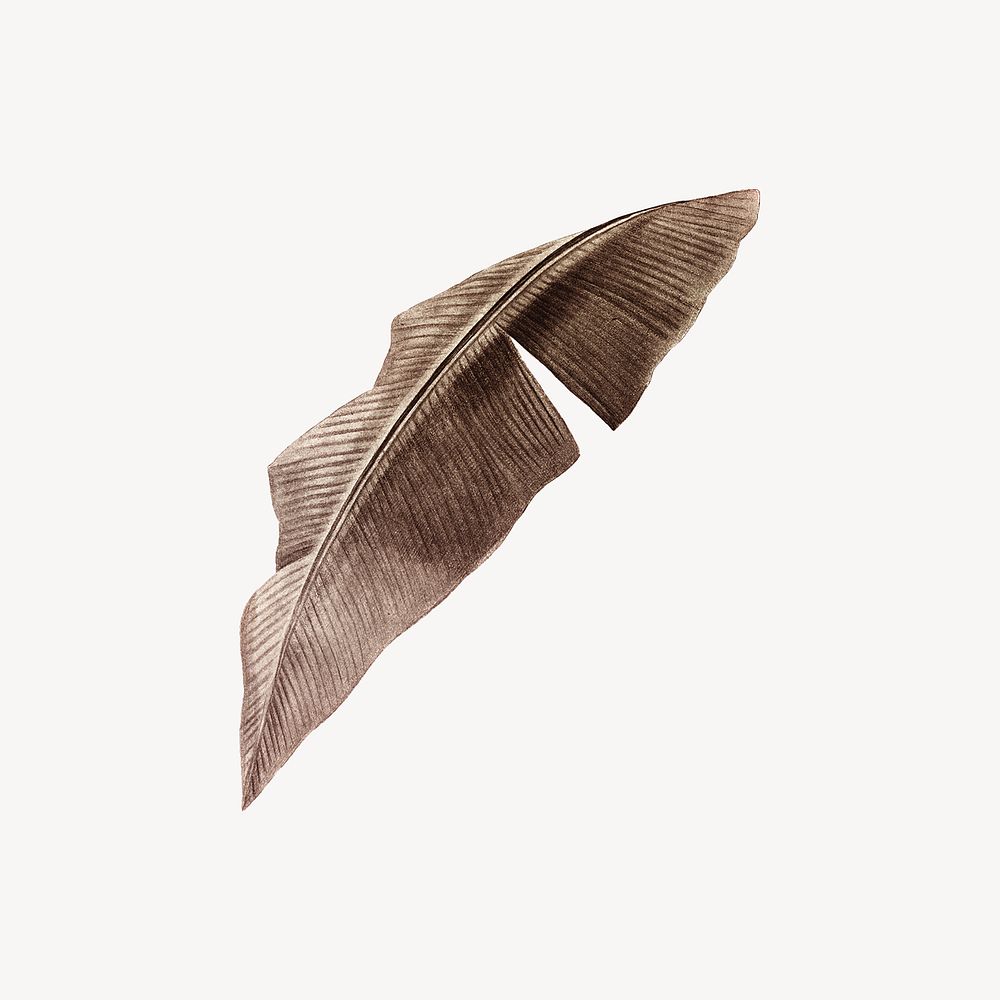 Brown leaf illustration collage element psd