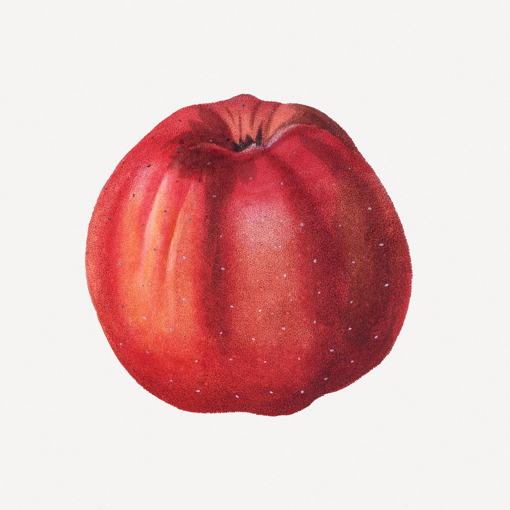 Vintage apple illustration psd