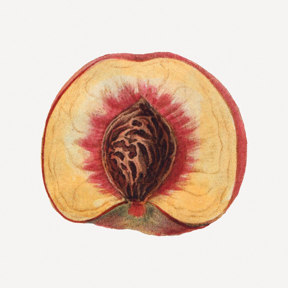 Vintage peach illustration psd