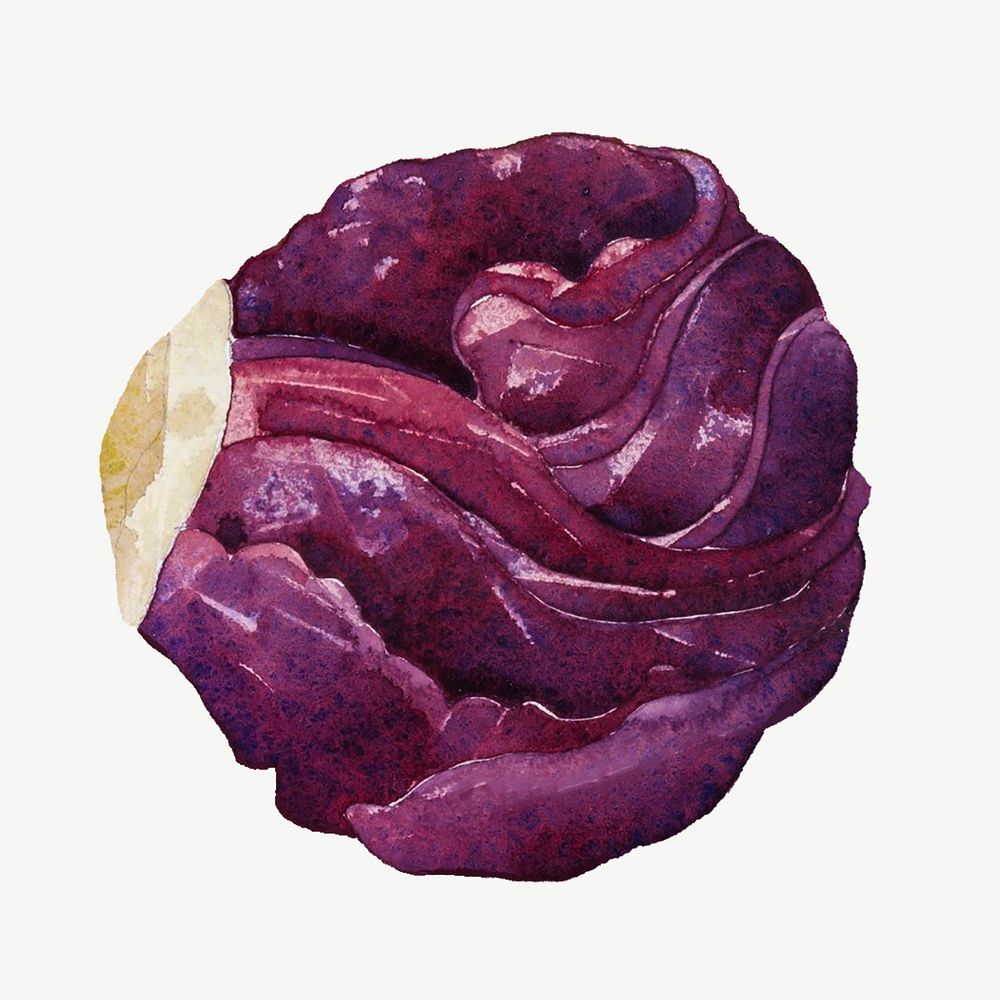 Watercolor red cabbage collage element psd. Remixed by rawpixel.