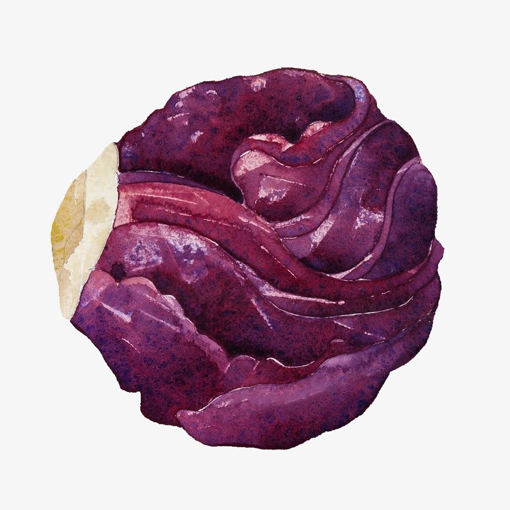 Red cabbage watercolor  collage element. Remixed by rawpixel.