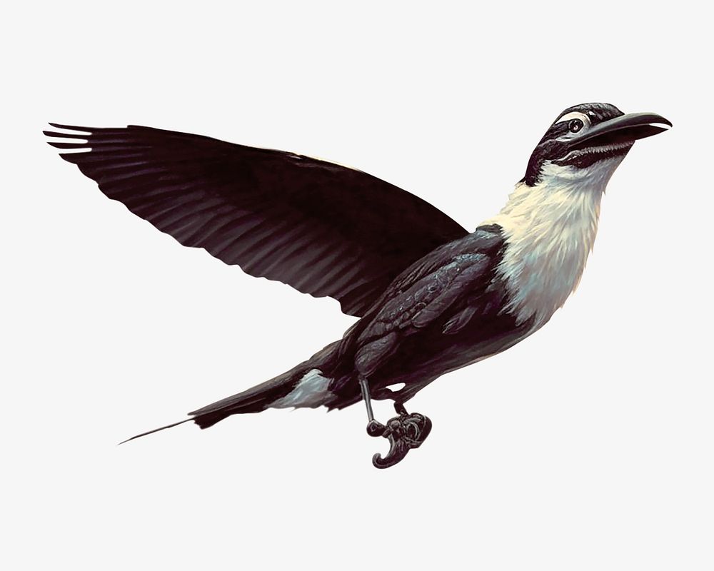 Black bird, wildlife illustration. Remixed by rawpixel.
