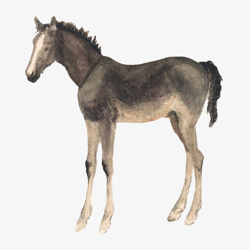 Black horse, animal illustration. Remixed by rawpixel.