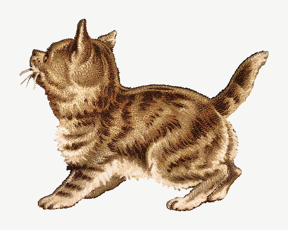 Vintage kitten, pet illustration psd. Remixed by rawpixel.