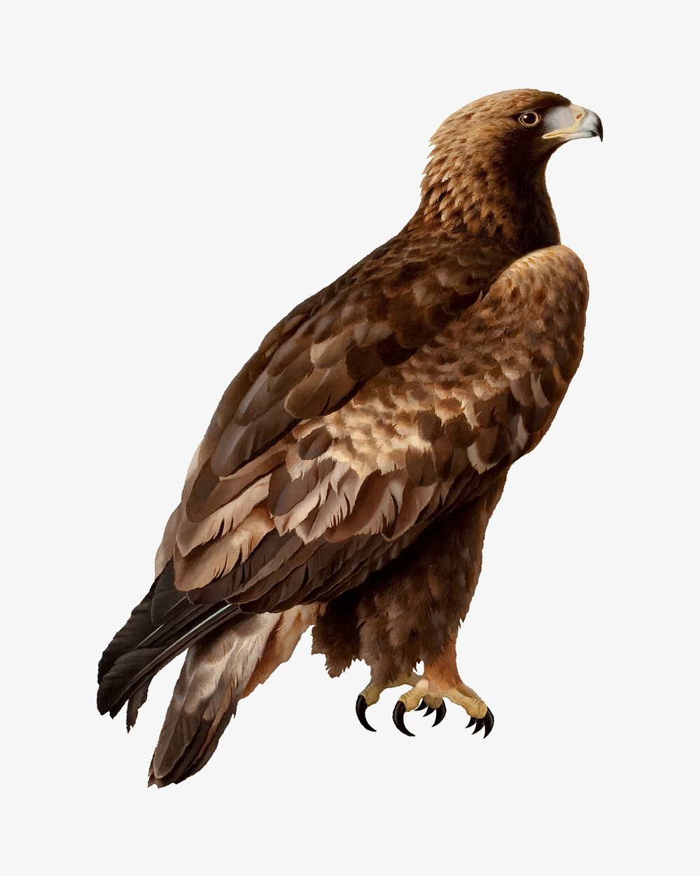 Golden eagle, wildlife illustration. Remixed by rawpixel.