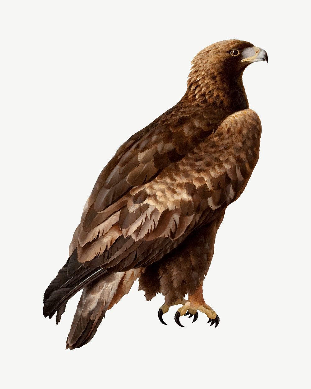 Golden eagle, wildlife illustration psd. Remixed by rawpixel.
