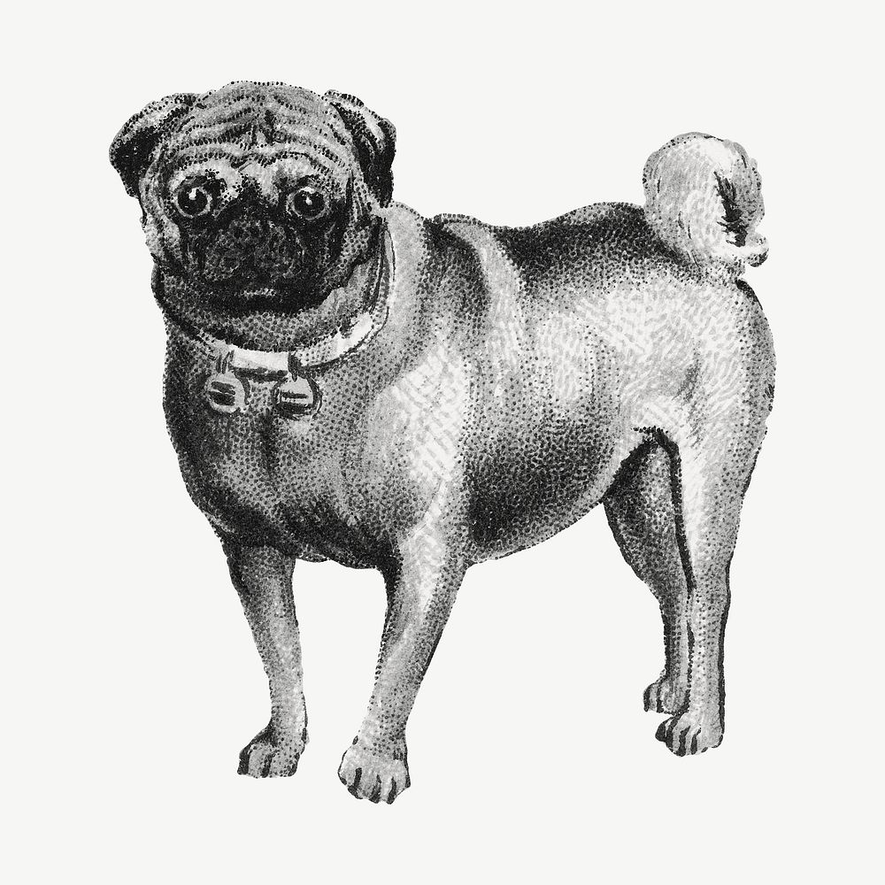 Pug dog, vintage animal illustration psd. Remixed by rawpixel.