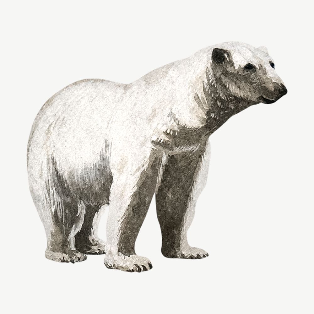 Polar bear  collage element, vintage illustration psd. Remixed by rawpixel. 