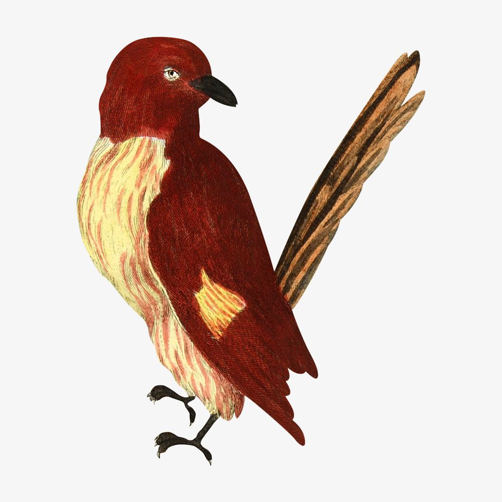 Bird vintage illustration. Remixed by rawpixel. 