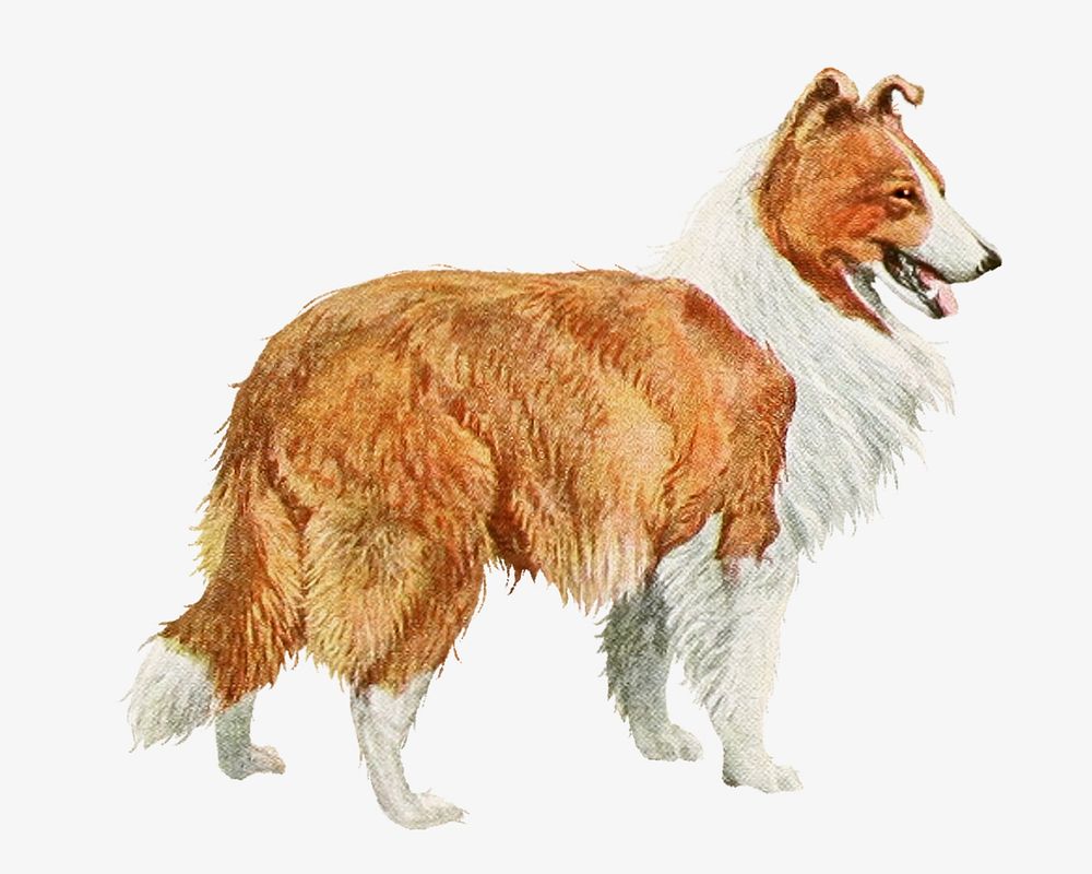 Rough Collie dog vintage illustration. Remixed by rawpixel. 