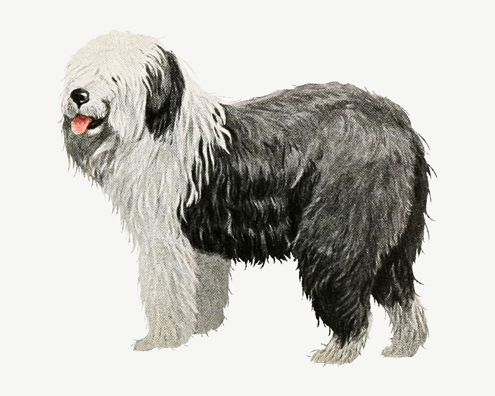 Old English Sheepdog  collage element, vintage illustration psd. Remixed by rawpixel. 